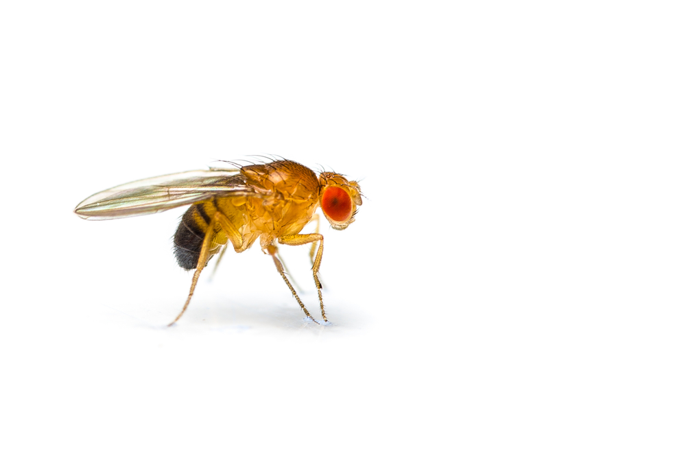 fruit fly model