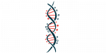 genetic sequencing urged/Sanfilippo News/vertical DNA strand illustration